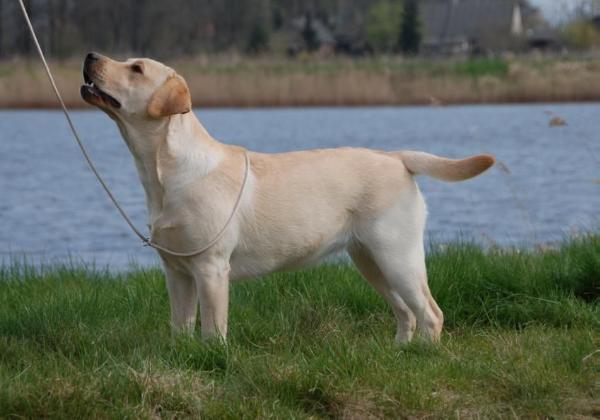 CH Poolstead Puligny