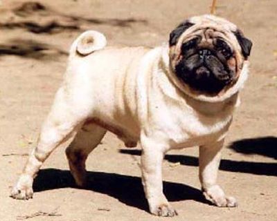 RUS ZETON Z BRZOZOWEGO SIEDLISKA