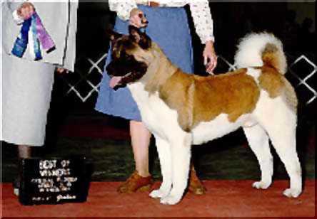 AKC CH Frakari's Dis Is Fred