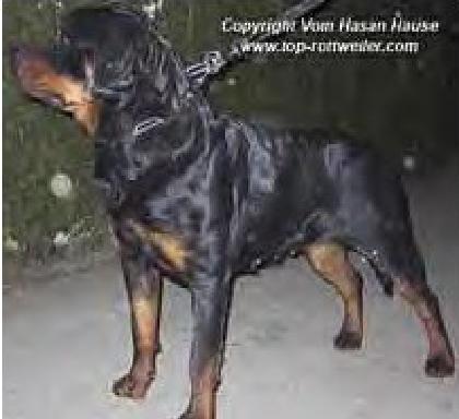 Dunja Vom Hause Djurdjulov