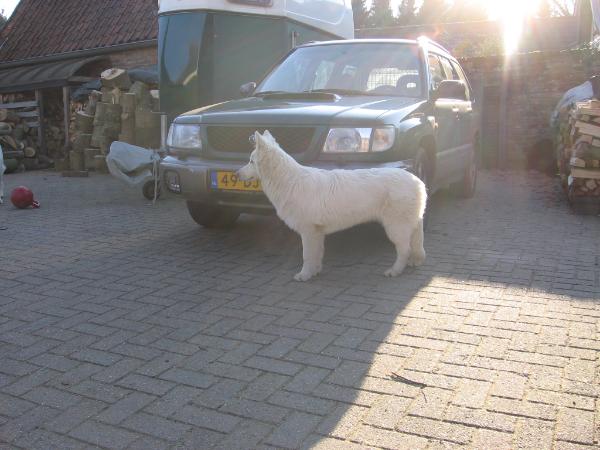 Vinza The Lovely White Shepherd