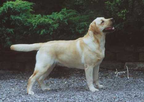 SH CH,JW SHCM Siskin De La Vigne Nieuil Avec Linjor