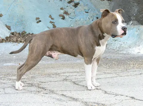 CH Pirouette's Frosty Fable