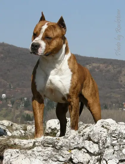 CH Tractor Rockstone