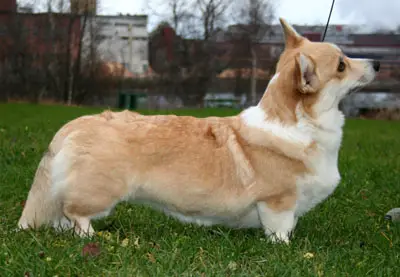 CIB,FI,SE,NO,NORD CH Puksipuun Sweet Soulmusic