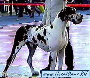 INT CH, GRCH  RUS Aljoscha vom Allersdorfer Bach