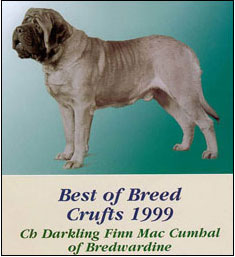 CH UK Darkling Finn Mac Cumhal Of Bredwardine