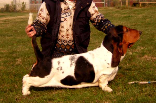 Franbars Passion for Glamour