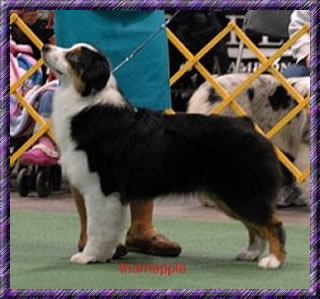 UKC CH Shoreland Oh So Clever