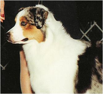 AKC CH St. Pauli Girl Of Sirius