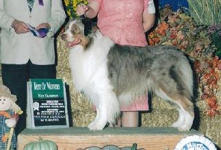 AKC CH Turnagain's Goin' For Gold