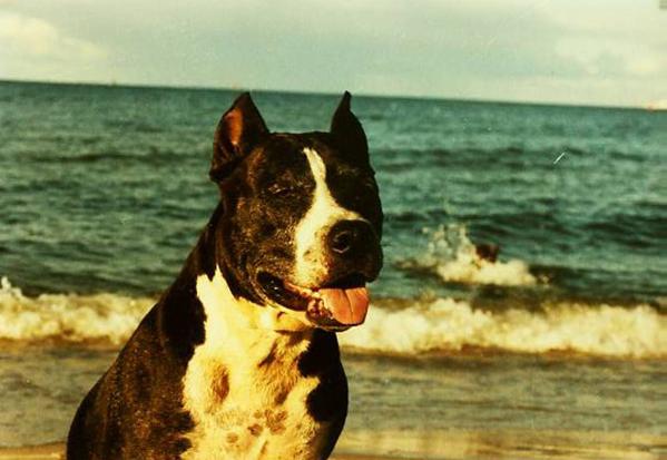 CH.PL CANDY Srebrna Owieczka