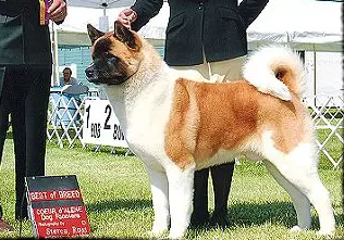 AKC CH Crown Royal's Proclaiming Truth