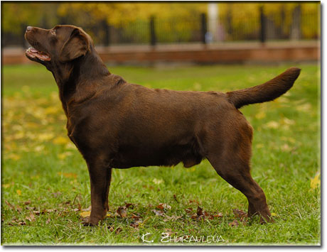 INT CH, EST,RUS,BALT Stenveyz Corn Flakes