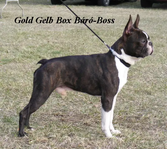 Gold Gelb Box Báró-Boss