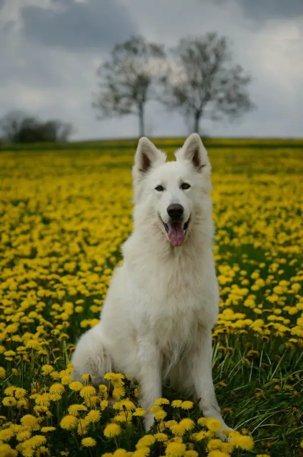 4XCAC,CACIB,CHAMP.CZ Jason Taien