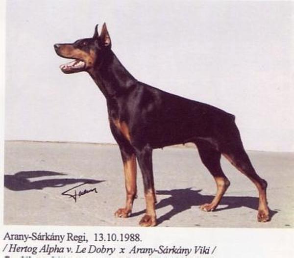 Arany- Sárkány Regi