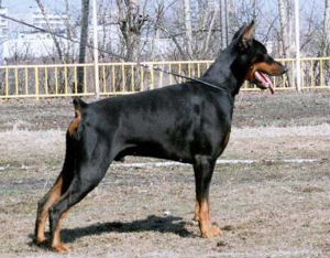 Igor V. Merchengarten