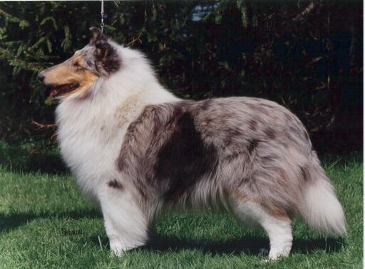 Heatherri-Clarion Silver Springs