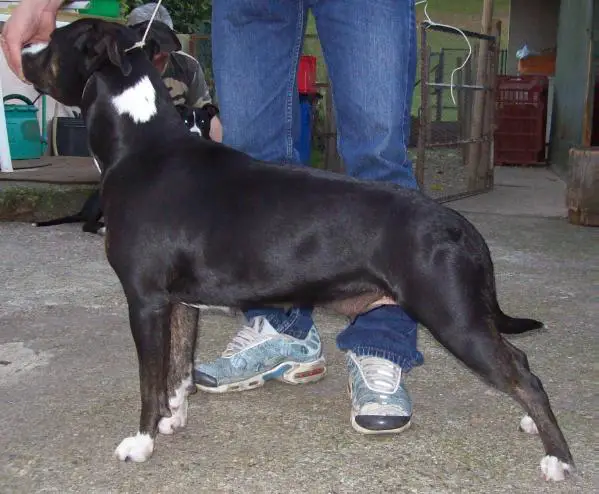 alta des grands chenes