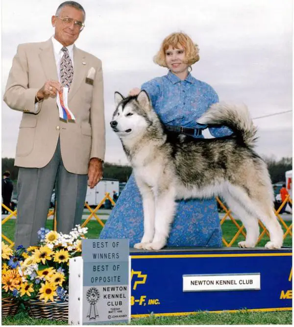 CH. Staghorn Owyhee Chunk O'Charm