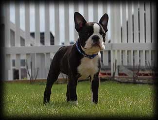 Black Indian's Xpress