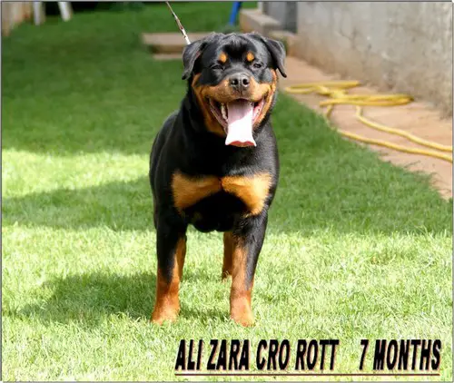 Ali Zara Cro Rott