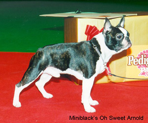 Miniblack's Oh-Sweet Arnold