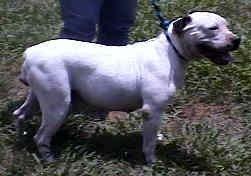 Cram's  Wardog Belle