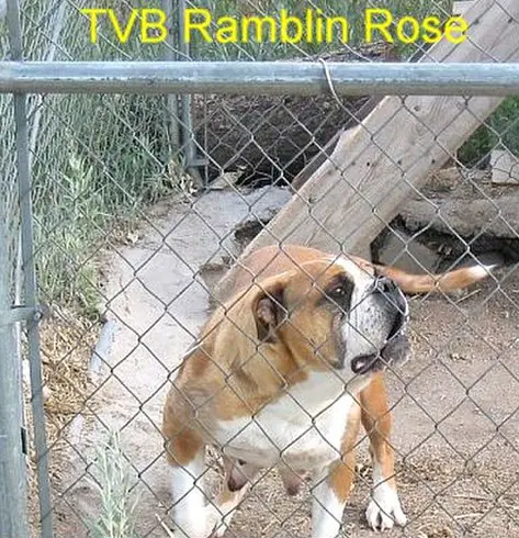 TVB's Ramblin'Rose