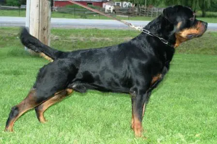 Conan (Rocky) von Rivendell