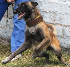 Beluky