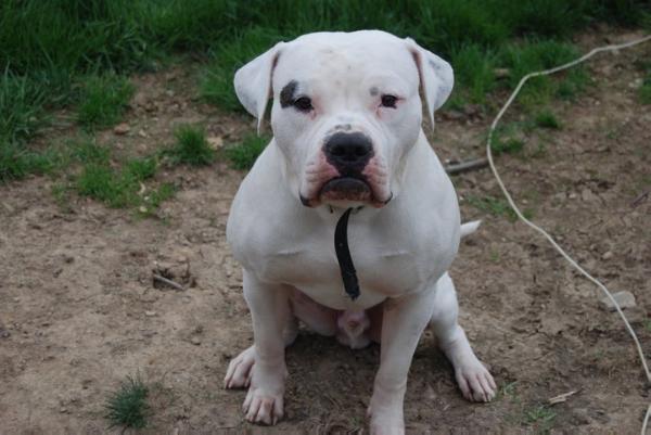 Oquirrh Mountain Otis