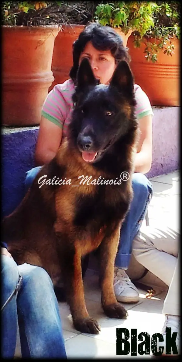 BLACK (BRAVO) MEX FCI