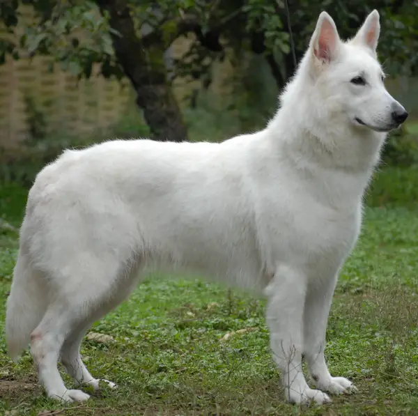 COUP-DE-COEUR Isil Du bois des ternes
