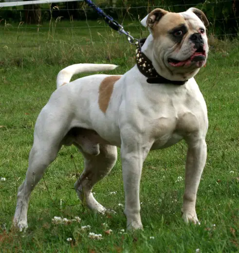 Northside`s Doc Holiday of Freestyle