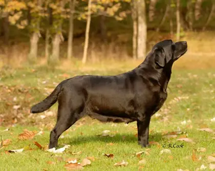 CAN. CH. Beechcroft's Study the Rain