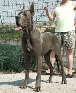 CH (ITA) Elisa-B Del Monti Del Keraton