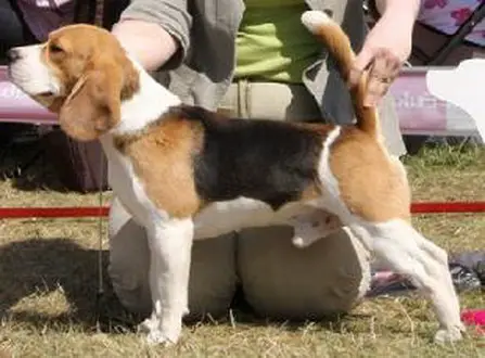 INTERCHAMPION Hallmark Xandrina