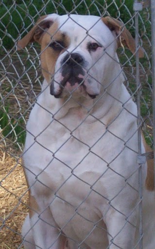 Happy Hooligan's Michaleen O' Flynn