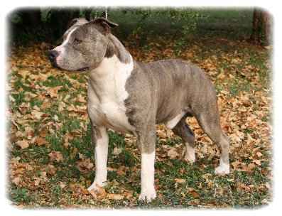 Stone Free Boom Shake The Room