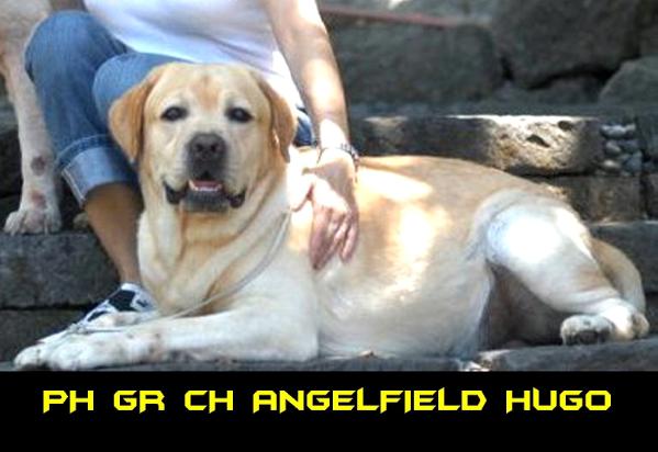 PH GR CH Angelfield's Hugo