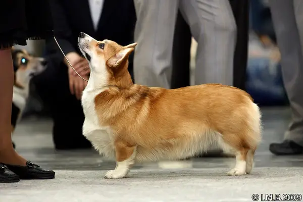 Vlaterfolg Familnaya Dragotsennost