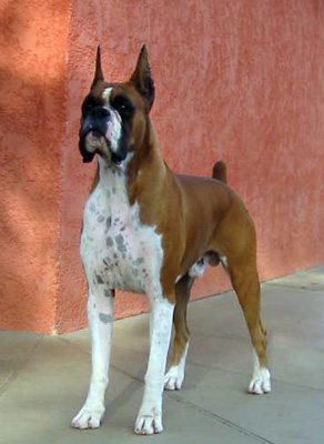 EC Elharlen's Success Story (Stetson)