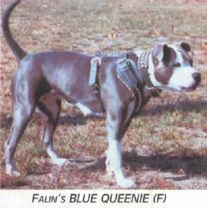 Falin's Blue Queenie