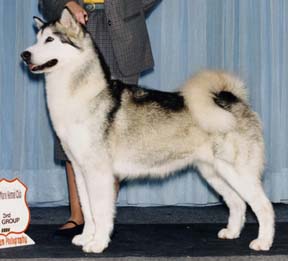 AM/CAN CH Kasaan's She's a Sno Shire Pist'l