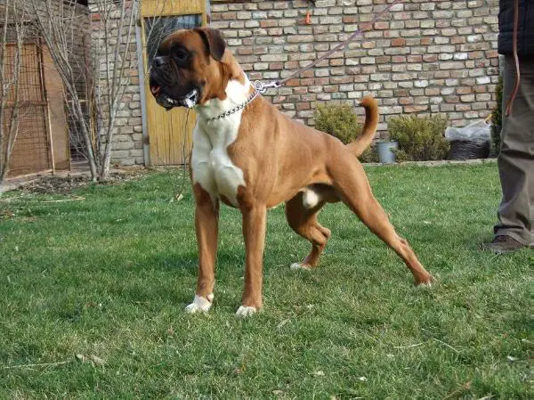 Indian v. Scarlet Cani