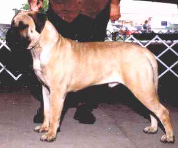 GOLD ROM, AM CH Leatherneck Spanky Mcfarland