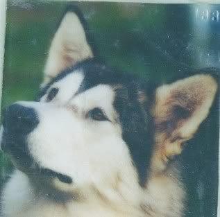 C.V. Selection Line Nocturne in Blue