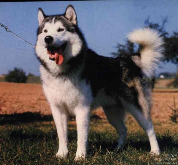 CH (INT VDH,BEL,NL) Joli Mapa Hero Boy